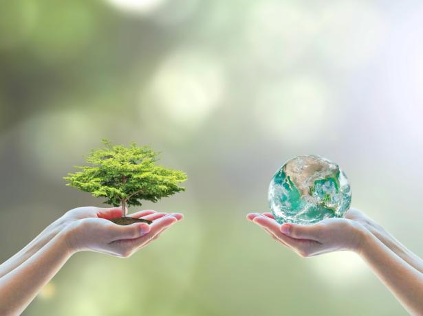 Mani che tengono un albero e un globo terrestre, simbolo di sostenibilità.